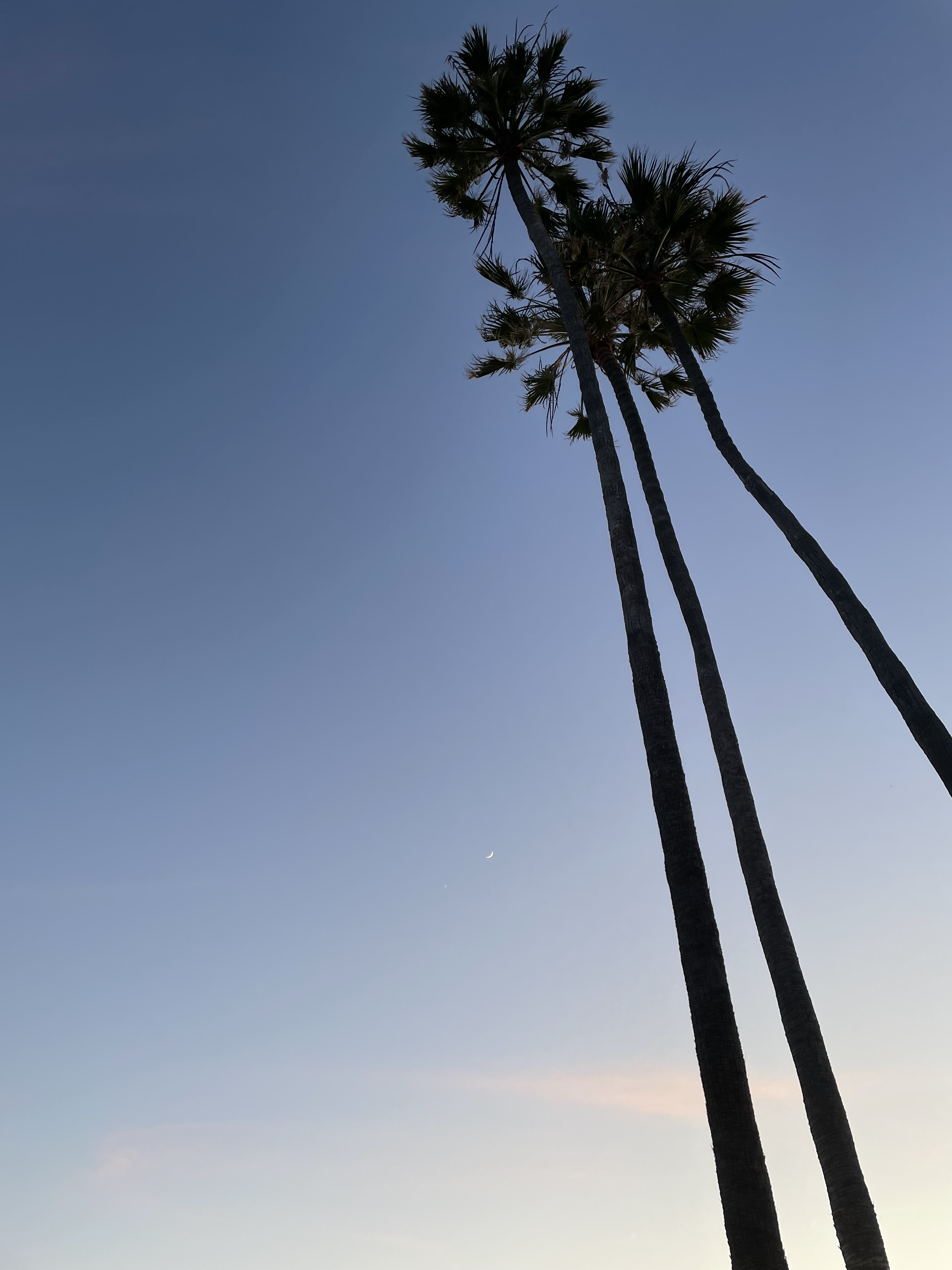 A picture of palm trees